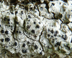Acrocordia gemmata (Ach.) Massal.