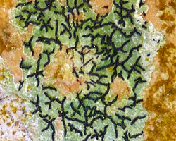 Alyxoria culmigena (Lib.) Ertz
=Opegrapha culmigena
