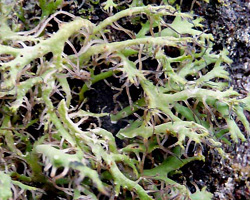 Anaptychia ciliaris (L.) Körb. ex A. Massal. subsp. ciliaris