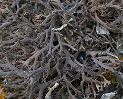 Anaptychia ciliaris subsp. mamillata (Taylor) D. Hawks. & P. James