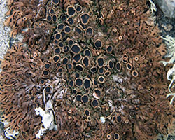 Anaptychia runcinata forme saxicole brune