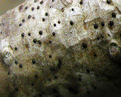 Naeotrocymbe punctiformis (Pers.) R.C. Harris
=Arthopyrenia punctiformis A. Massal.