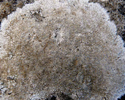 Aspicilia calcarea (L.) Mudd.
