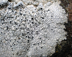 Aspicilia calcarea forma