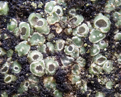 Aspicilia contorta subsp. contorta forme des substrats humides et peu ensoleillés.