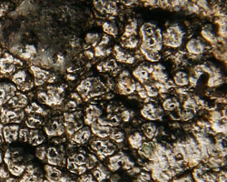 Aspicilia contorta subsp. contorta forme des substrats secs et ensoleillés.
