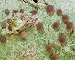 Bacidia arceutina (Ach.) Arnold