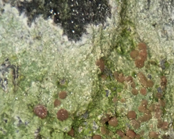 Bacidia fuscoviridis (Anzi) Lettau