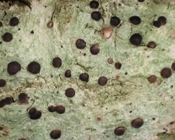 Bacidia laurocerasi (Delise ex Duby) Zahlbr.