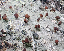 Baeomyces rufus forme saxicole.