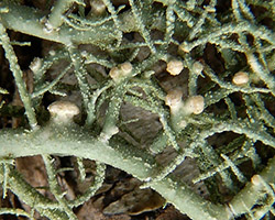 Biatoropsis usnearum s.l. Räsänen