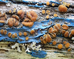 Caloplaca cerina forme lignicole sur bois peint.