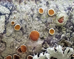 Caloplaca cerina forme ramicole.