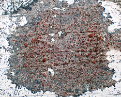 Caloplaca crenularia s.i. forme sur substrats artificiels.
 