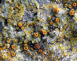 Caloplaca dalmatica (A. Massal.) H. Olivier