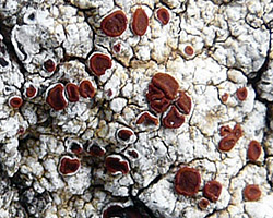 Kuettlingeria erythrocarpa (Pers.) I.V. Frolov, Vondrák & Arup
=Caloplaca erythrocarpa (Pers.) Zwackh