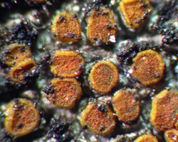 Athallia holocarpa forme saxicole avec cyanobactéries.
=Caloplaca holocarpa forme saxicole avec cyanobactéries.