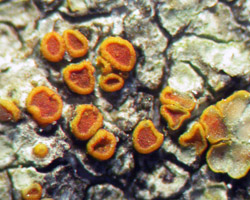 Caloplaca subpallida H. Magn.