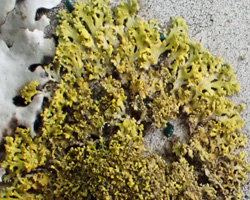 Candelaria concolor forme sur substrats artificiels.
