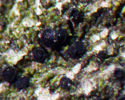 Catillaria nigroclavata (Nyl.) Schuler
