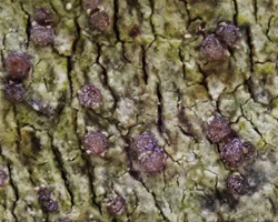 Catinaria atropurpurea (Schaer.) Vezda & Poelt