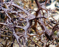 Cetraria aculeata (Schreb.) Fr. morpho aculeata