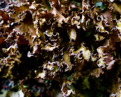 Cetraria chlorophylla (Willd.) Vainio