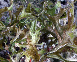 Cetraria islandica (L.) Ach. subsp. islandica