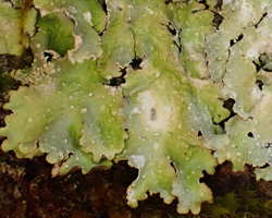 Cetrelia cetrarioides (Delise ex Duby) W. L. Culb. & C. F. Culb.