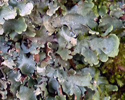 Cetrelia olivetorum (Nyl.) W. L. Culb. & C. F. Culb. s. l.