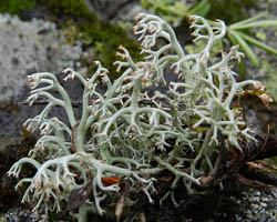 Cladonia arbuscula (Wallr.) Flot. subsp. arbuscula