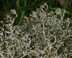 Cladonia arbuscula (Wallr.) Flot. subsp. arbuscula