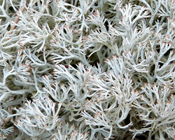 Cladonia arbuscula subsp. mitis (Sandst.) Ruoss.