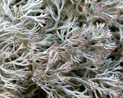 Cladonia arbuscula subsp. mitis (Sandst.) Ruoss.