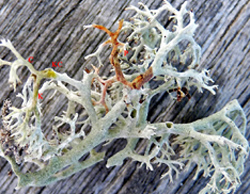 Cladonia arbuscula subsp. squarrosa (Wallr.) Ruoss.