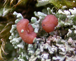 Cladonia caespiticia (Pers.) Flörke