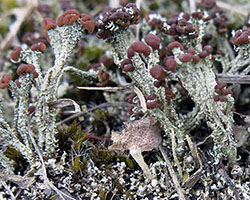 Cladonia cariosa (Ach.) Spreng.