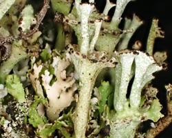 Cladonia cervicornis (Ach.) Flot. 