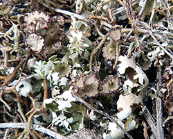 Cladonia cervicornis (Ach.) Flot. 