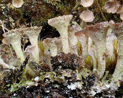 Cladonia chlorophaea (Flörke ex Sommerf.) Spreng. s.l.