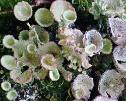 Cladonia chlorophaea s.l. forma