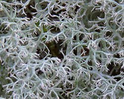 Cladonia ciliata Stirton forma ciliata