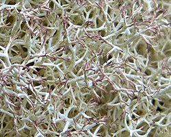 Cladonia ciliata forma flavicans (Flörke) Ahti & DePriest