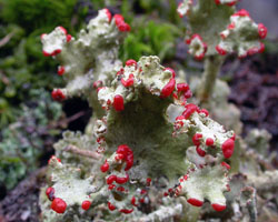Cladonia coccifera (L.) Willd