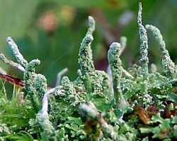 Cladonia coniocraea (Flörke) Spreng.
