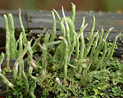 Cladonia coniocraea (Flörke) Spreng.