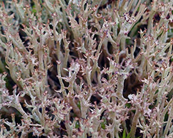 Cladonia crispata var. cetrariiformis (Delise) Vaino