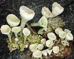 Cladonia cryptochlorophaea Asahina Cf.
 