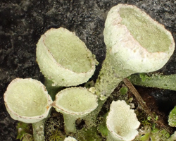 Cladonia cryptochlorophaea Asahina Cf.
 