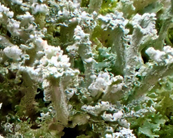 Cladonia cyathomorpha forma